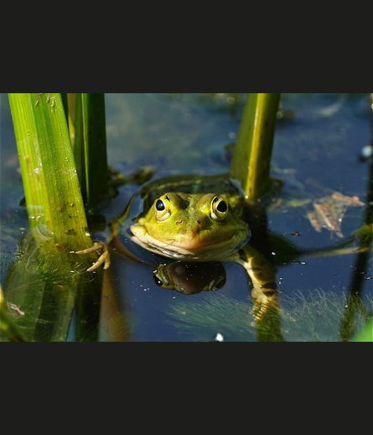 Une grenouille tr&egrave;s curieuse