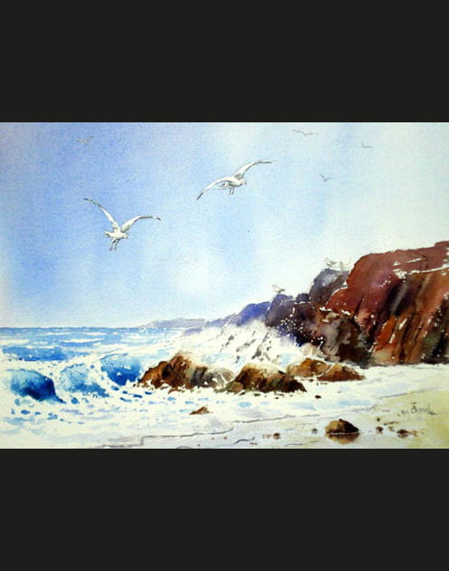 Le ballet des mouettes