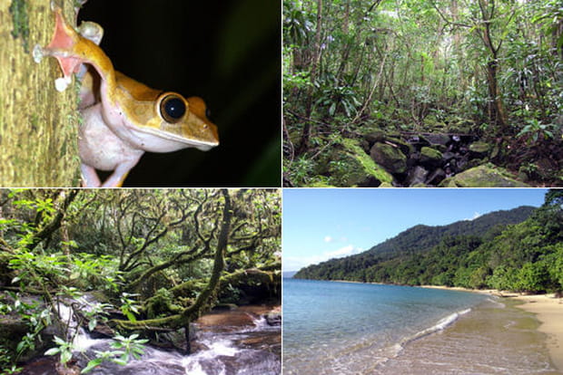 Les forêts humides de l'Atsinanana à Madagascar