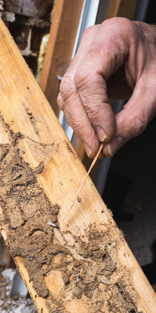 L'absence de termites