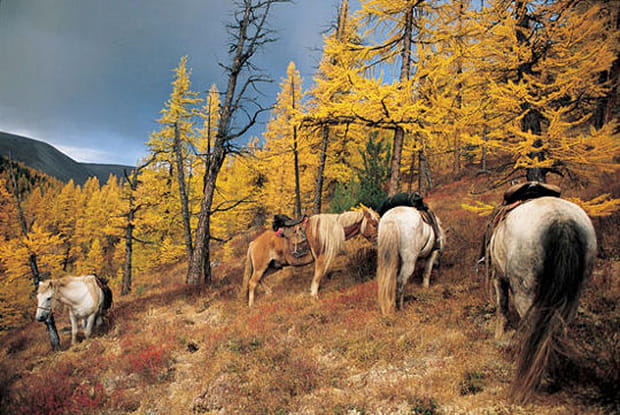 Chevaux dans la taïga