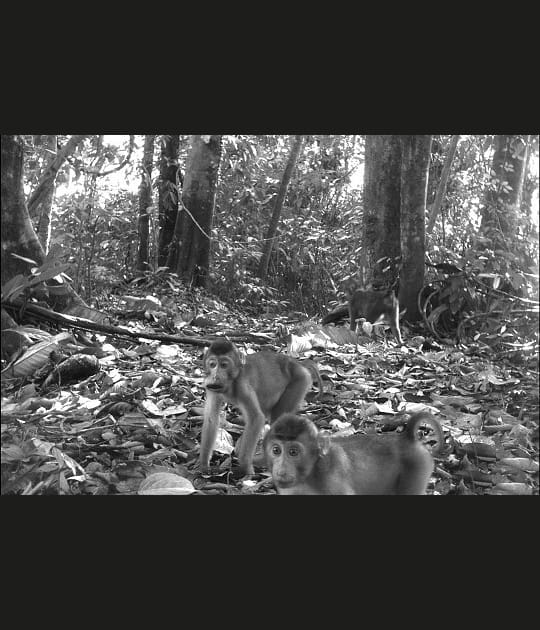 De charmants macaques en plein repas