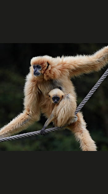 Un premier b&eacute;b&eacute; gibbon