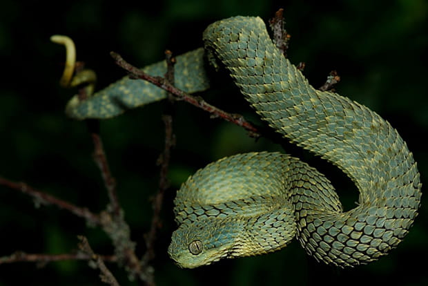 Danger parmi les feuilles des forêts africaines