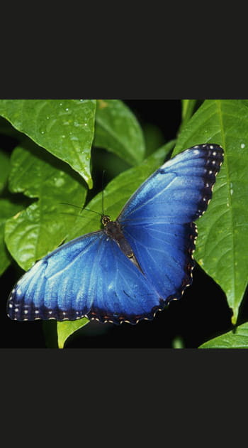 Le morpho&nbsp;: le m&acirc;le le plus tape-&agrave;-l'&oelig;il