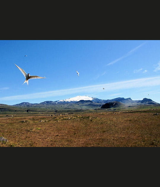 Sterne arctique