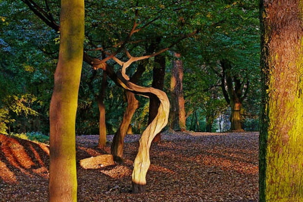 Tordu comme un arbre