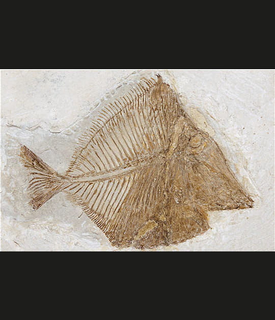 Un bivalve marin maintenant disparu