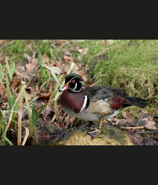 Un canard tr&egrave;s remarqu&eacute;