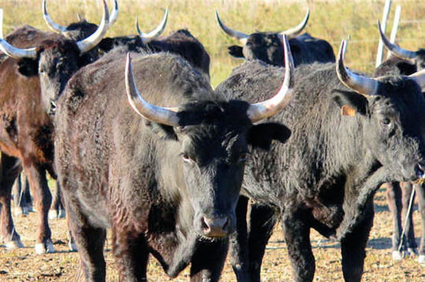 Le taureau de Camargue