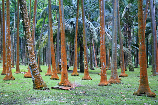 Cocotiers à l'anse des Cascades