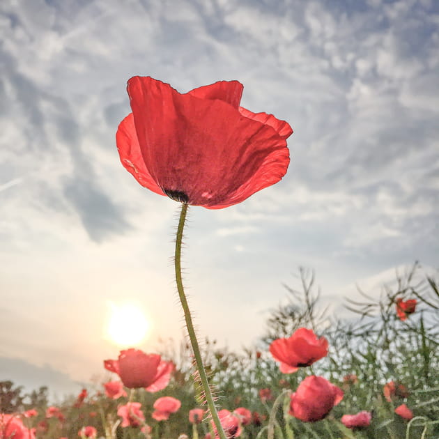 1er prix Fleurs : Champ de coquelicots