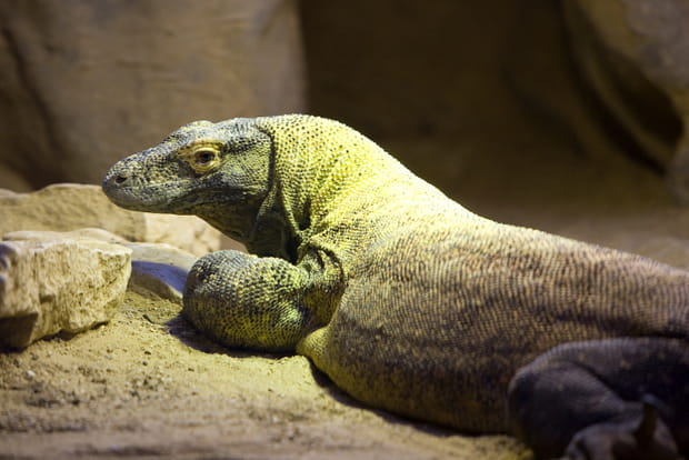 Le Varan de Komodo