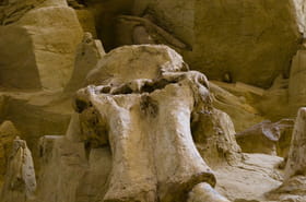 Des os de cyclopes trouv&eacute;s il y a 2000&nbsp;ans&nbsp;? Les Grecs ont fait une découverte qui a changé le monde