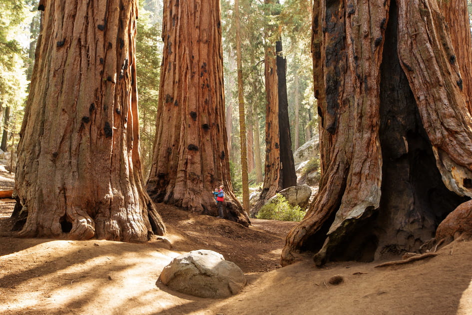 Mariposa Grove en Californie