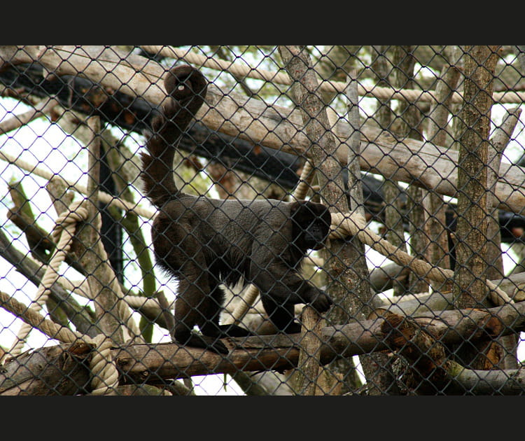 Le singe laineux