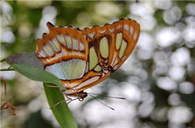 le fond chargé de tâches lumineuses détourne le regard du papillon.