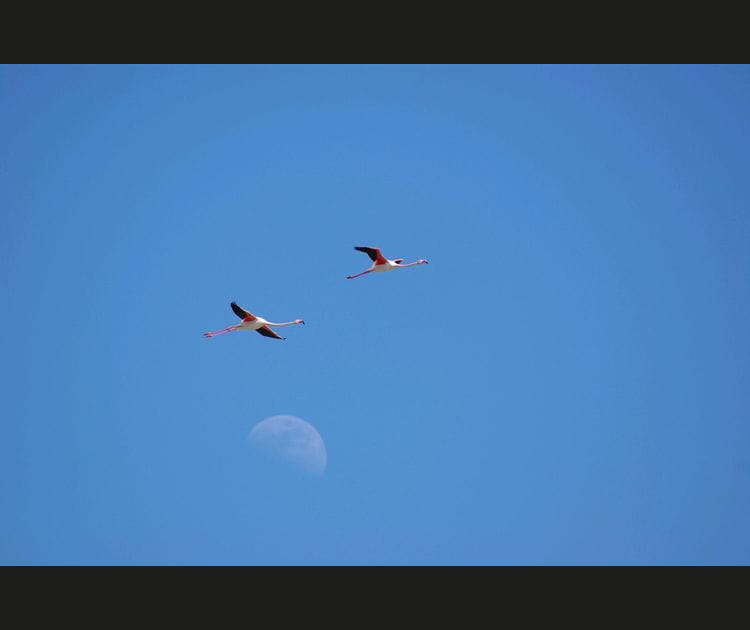 Fly me to the moon