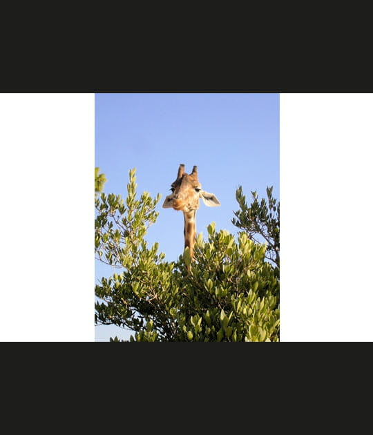 La girafe joue &agrave; cache cache