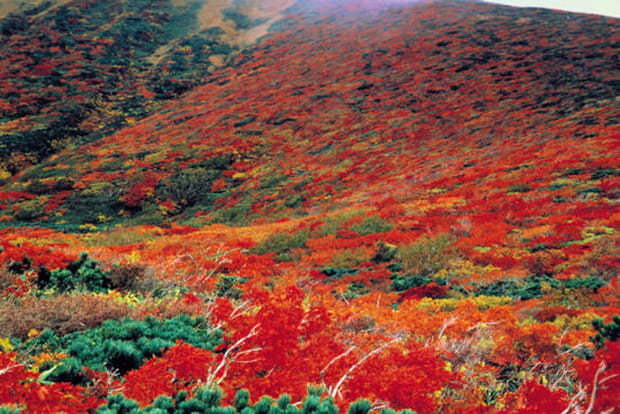 Explosion de couleurs