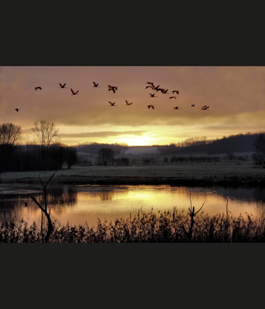 D&eacute;part des grues au levant