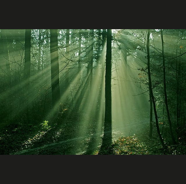 For&ecirc;t lumineuse