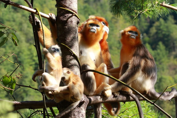 Les forêts de Shennongjia au Hubei en Chine