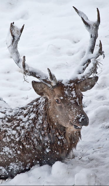 Un cerf &agrave; l'app&eacute;tit changeant