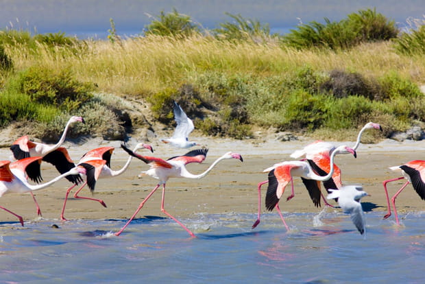 Flamants roses