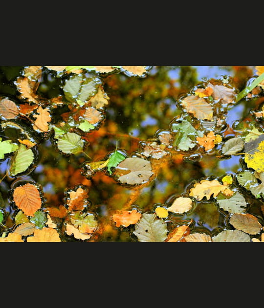 Feuilles mortes