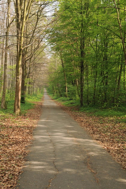 La for&ecirc;t de Saint-Germain-en-Laye