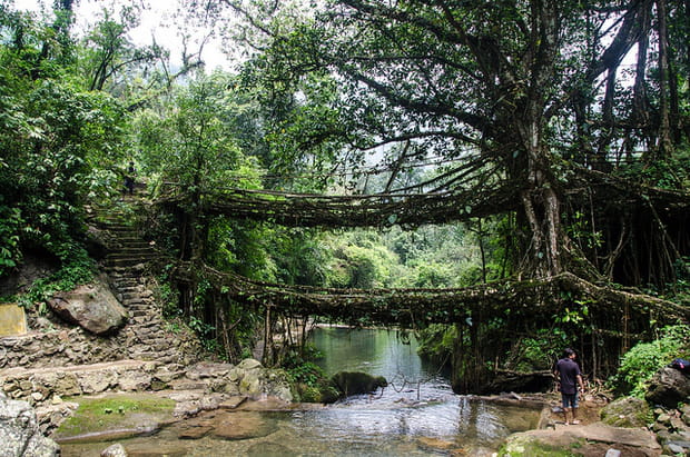Les ponts vivants du Meghalaya