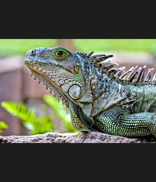 Iguane