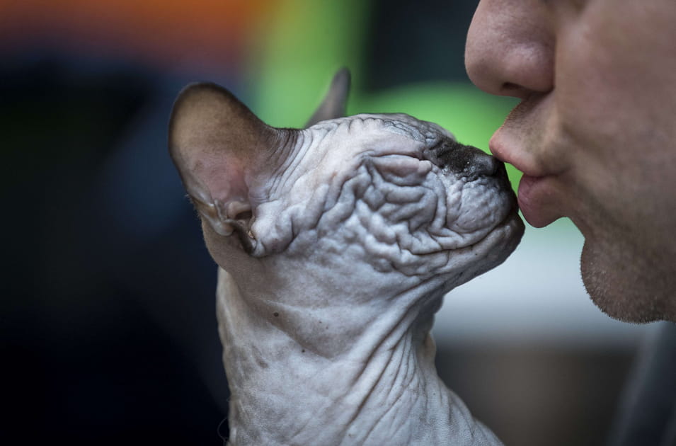 Chat Sphynx