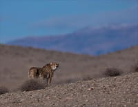 Indonésie sauvage : Iran