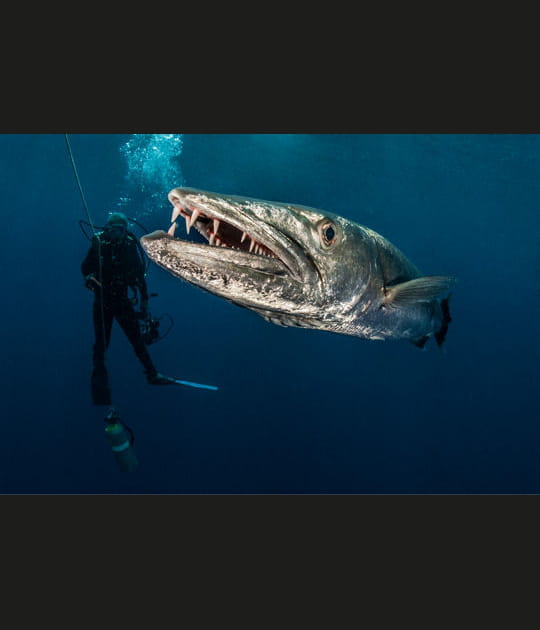L'impressionnant barracuda