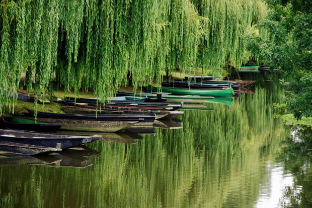 Entre ciel et eau, détours dans les marais de France