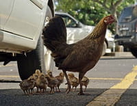 Grandeurs nature : La planète des poules