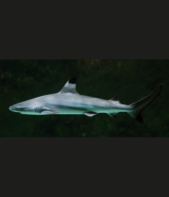 Requin &agrave; pointe noire droit devant