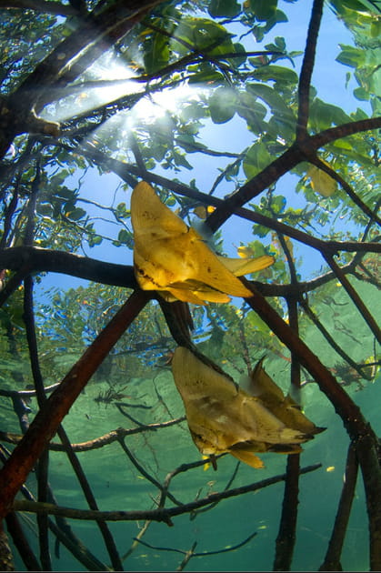 Soleils de mangrove