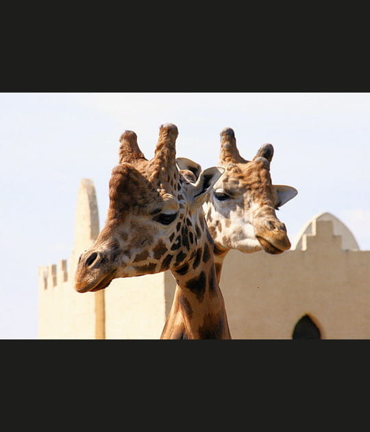 Duo de girafes