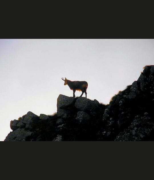 Le prince des roches