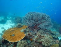 Corail, le coeur de l'océan