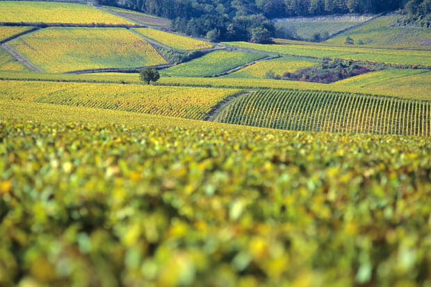 Escapade viticole en Bourgogne