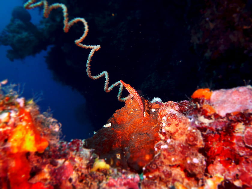 Poisson faucon &agrave; long nez et corail fouet