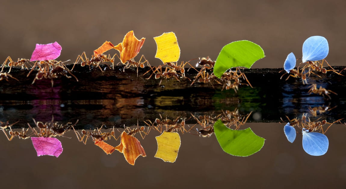 Fourmis arc-en-ciel