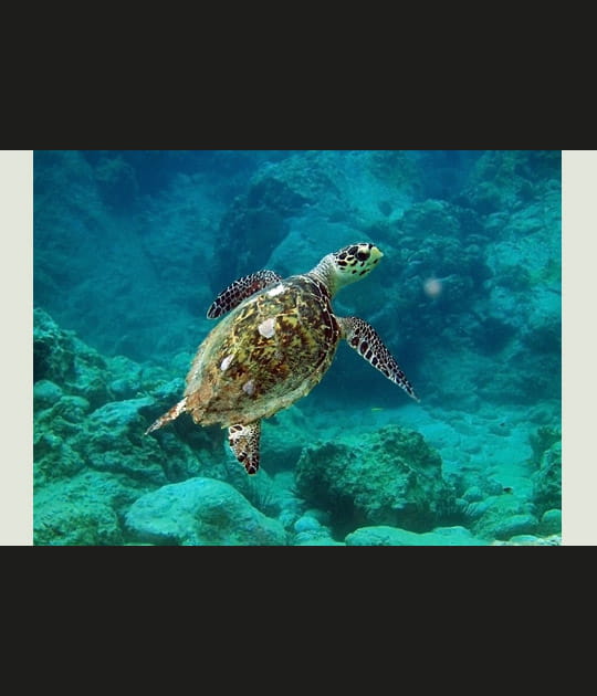 Tortue de mer