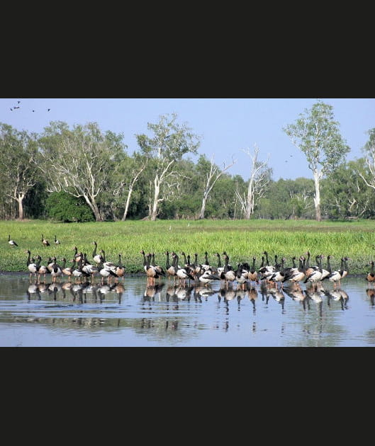 Le marais de Kakadu, Australie
