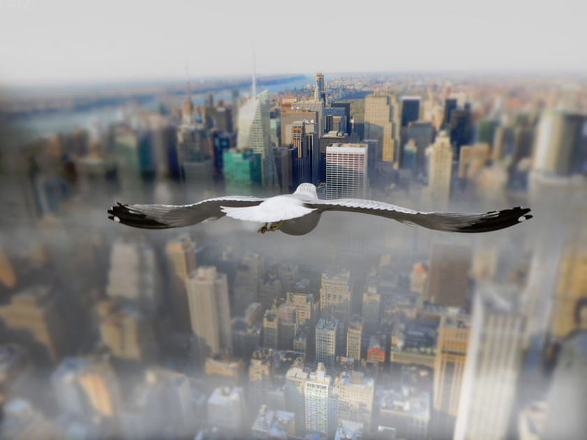 Le monde &agrave; travers les yeux des oiseaux