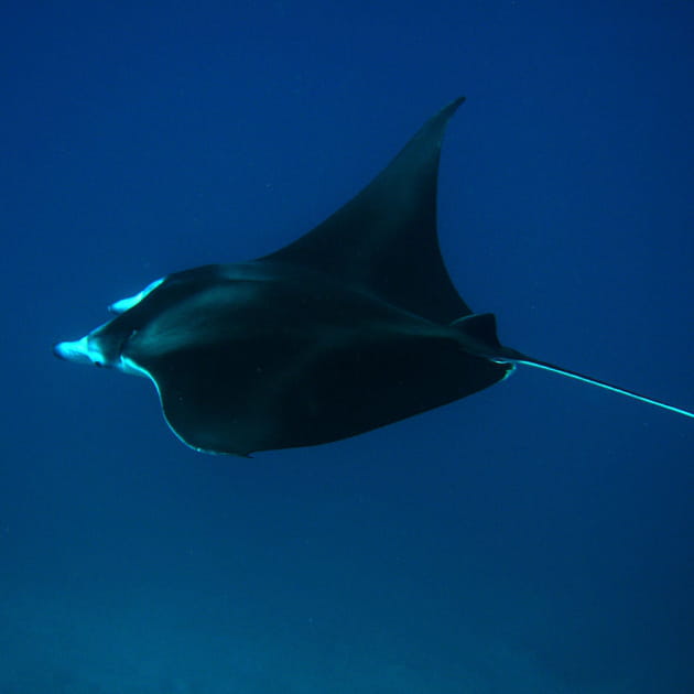 Raie manta : 132 088 230 euros